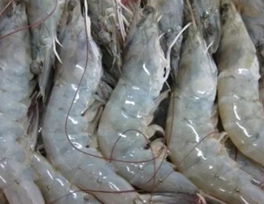 Ecuadorian Shrimp Exports at Record Level in 2017 as Sales to Asia Dominate Market Share